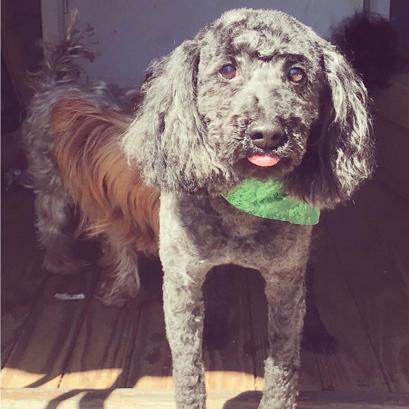 These were My Sweet Boys ! Todo the Yorkie Tbone the poodle ! - Picture 2 of 4